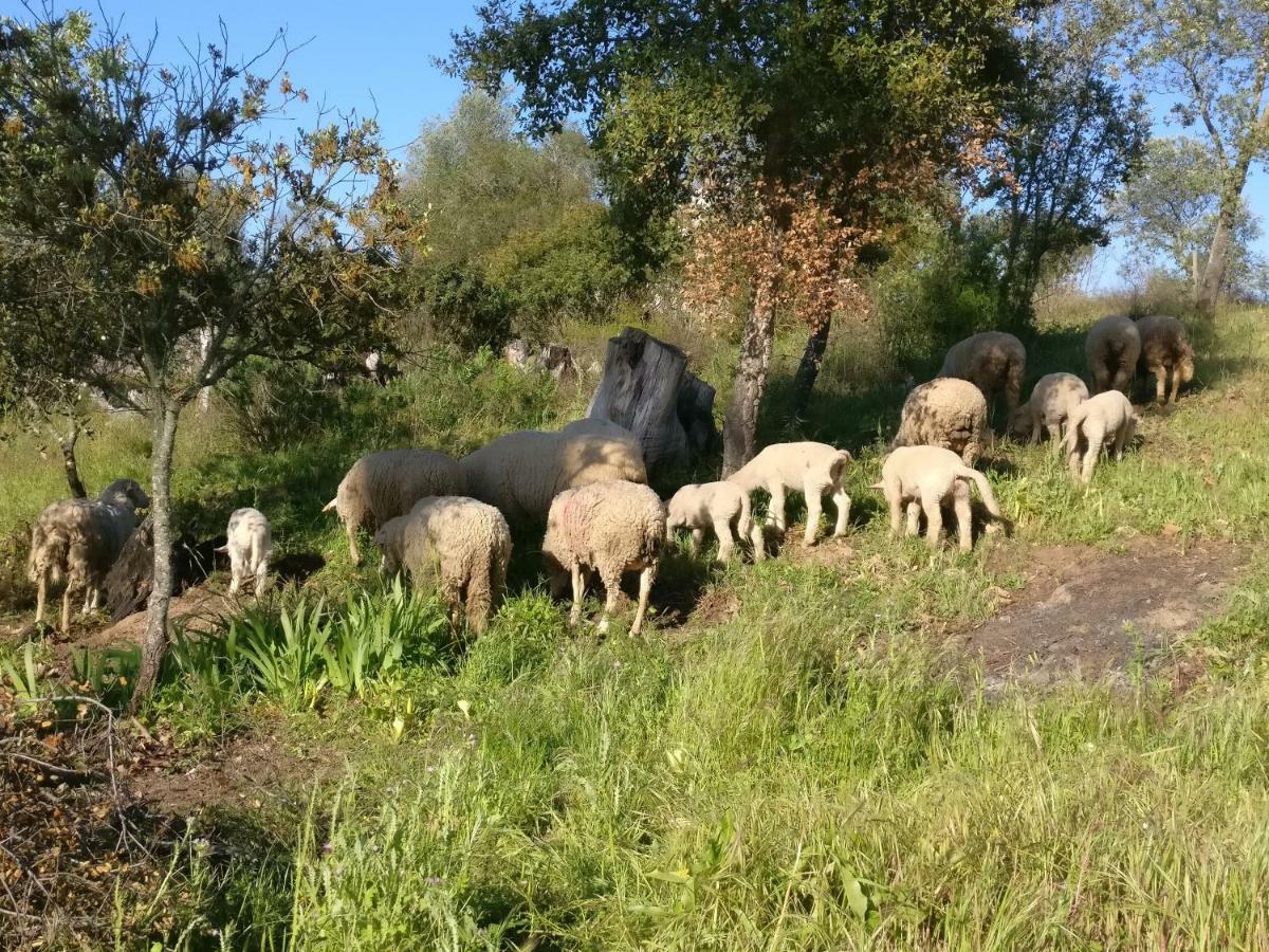 Pensjonat Quinta Da Abrunheira - Gustavo Eiffel Ciborro Zewnętrze zdjęcie